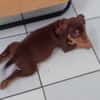 ISKA, chiot femelle Berger Créole