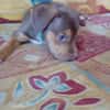 RYKER, CHIOT MÂLE BERGER CRÉOLE