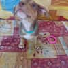 RYKER, CHIOT MÂLE BERGER CRÉOLE