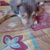 RYKER, CHIOT MÂLE BERGER CRÉOLE
