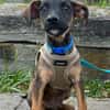 SNOOP, CHIOT MÂLE BERGER CRÉOLE