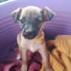 SPLEET, CHIOT MÂLE BERGER CRÉOLE