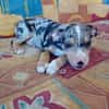 STETSON, CHIOT MÂLE BERGER CRÉOLE