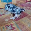 STETSON, CHIOT MÂLE BERGER CRÉOLE