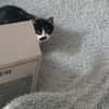 minette