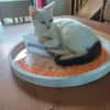 MUSE chatonne noir et blanche