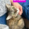 ESTELA ET OPHELIA