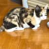 ESTELA ET OPHELIA