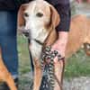 Mama Marta 6-7 Jahre sucht ihr Körbchen