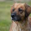 Lulu sucht engen Familienanschluss