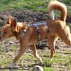 Niky, Pflegestelle in Hessen