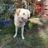 Pulcino sucht ein liebevolles Zuhause