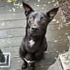 Vincent sucht dringend ein neues Zuhause