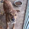 Bori sucht dringend ein Zuhause