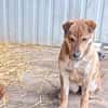 Bori sucht dringend ein Zuhause