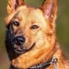 Raya - hat Potential zur Hundesportlerin