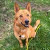 Raya - hat Potential zur Hundesportlerin