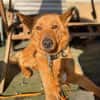 Raya - hat Potential zur Hundesportlerin