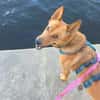 Raya - hat Potential zur Hundesportlerin