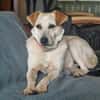 Billie, auf PS, sucht ein Zuhause