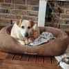 Billie, auf PS, sucht ein Zuhause