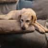 Billie, auf PS, sucht ein Zuhause
