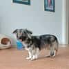 TAMI sucht liebevolles Zuhause
