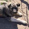 Pavel, kleiner Hundemann auf Suche