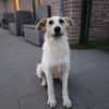 Berta - Zuhause gesucht