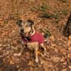 Mokka ist ein verschmuster Seelenhund!
