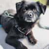 Casimiro sucht sein Zuhause