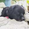 Casimiro sucht sein Zuhause