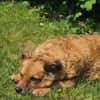 🐾 Bella 🐾 sucht dringend ihr Zuhause