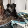 Neustart für den wuscheligen Hidalgo