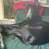 TITOU