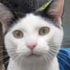 OLIVER