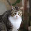 Frimousse