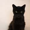 DOUDOU