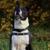 CAPONE