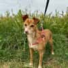FILEMON (Animalea)