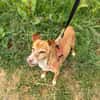 FILEMON (Animalea)