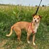 FILEMON (Animalea)