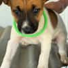 DINO (Maria)