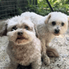 Ollie and Alfie