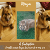 maya