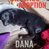 Dana