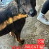 Valentine