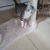 CALIE