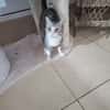 CALIE