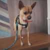 Toretto